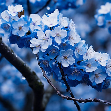 Blue Cherry Blossom Canvas